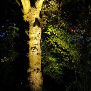 Morelight tuinverlichting grondspots buitenverlichting verlichting boom